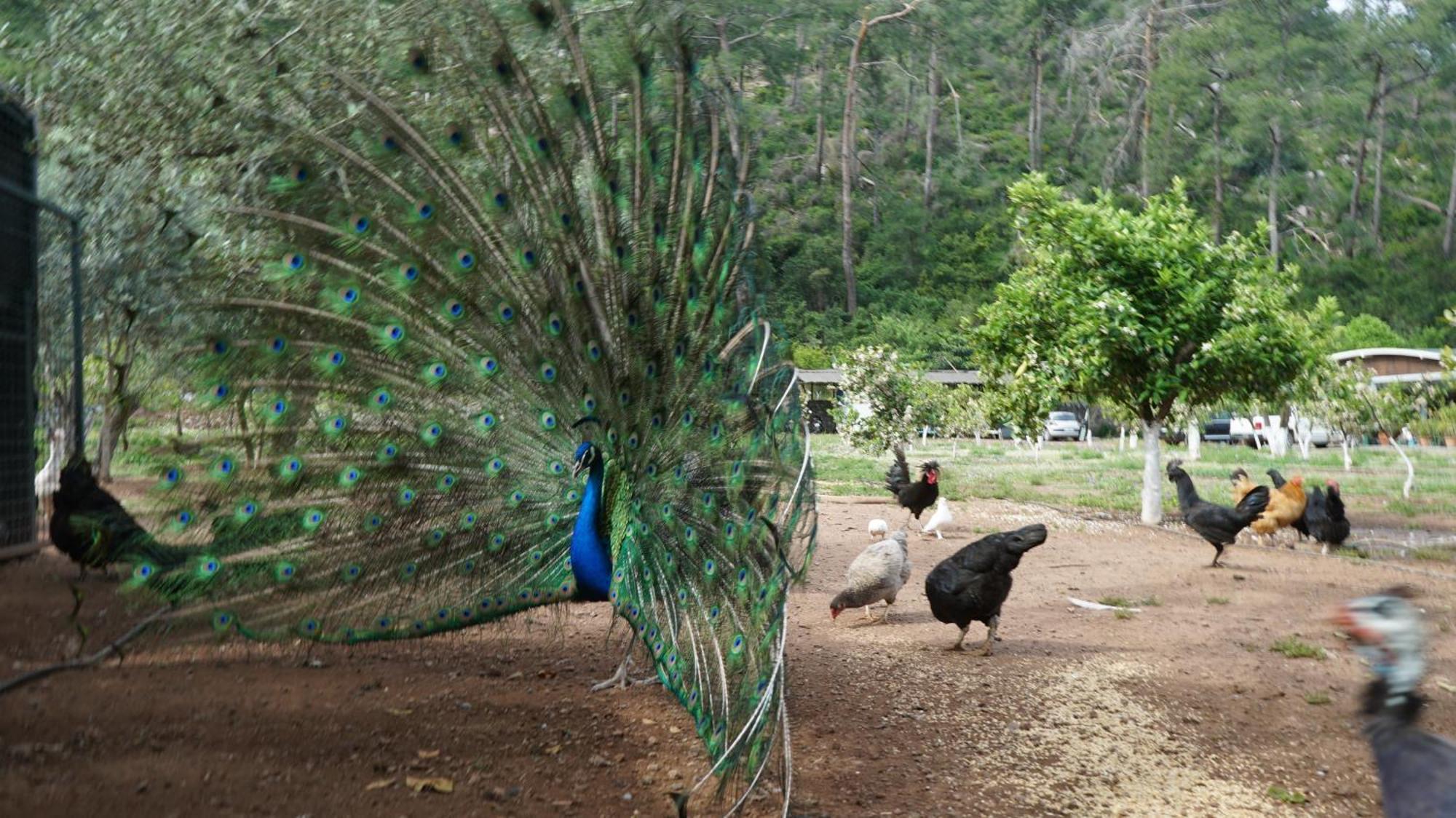 Doga Ciftlik Konaklama Marmaris Exteriör bild